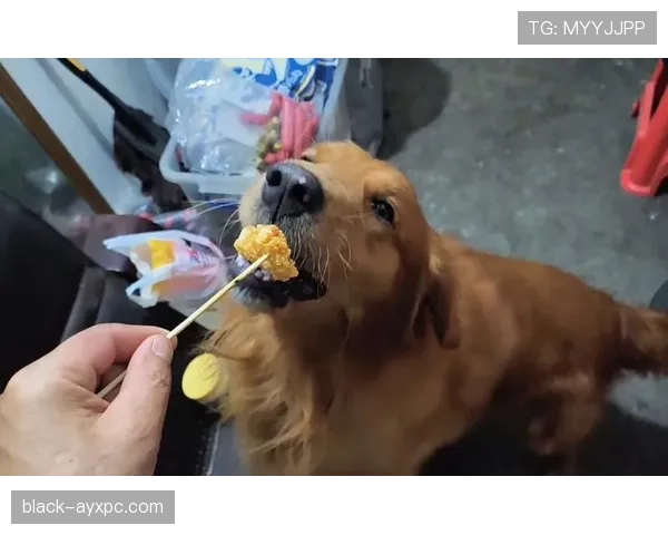 拉菲尼亚家的狗吃的都比我工资高 拉菲尼亚家的狗吃的都比我工资高